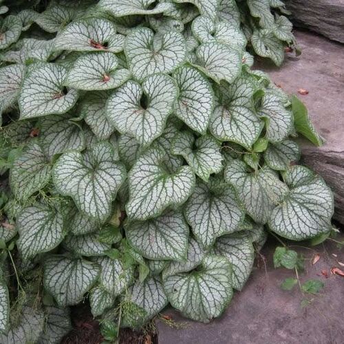 Бруннера крупнолистная Сильвер Вингс/Brunnera macrophylla Silver Wings Р1,5