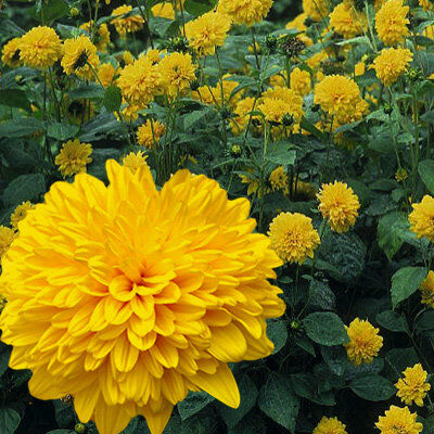 Подсолнечник Лоддон Голд/Helianthus Loddon Gold С2