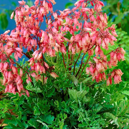 Дицентра красивая Люксуриант/Dicentra formosa Luxuri Р1,5