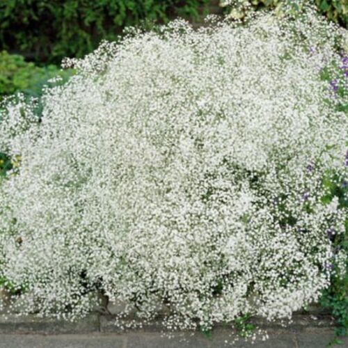 Гипсофила метельчатая Сноуфлейк/Gypsophila paniculata Snowflake C3