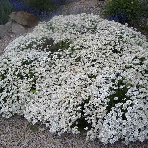 Иберис вечнозеленый Сноуфлейк/Iberis sempervirens Snowflake Р1,5