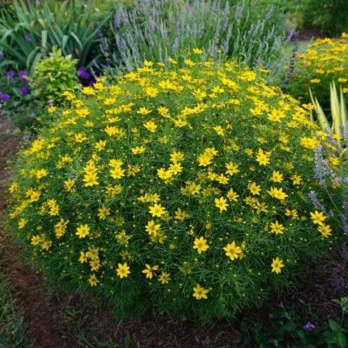 Кореопсис мутовчатый/Coreopsis verticillata