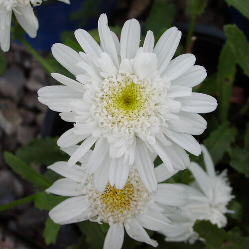 Нивяник наибольший Эстер Рид/Leucanthemum maximum Esther Read