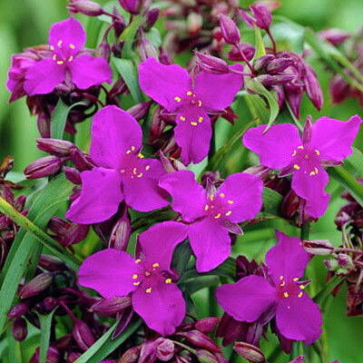 Традесканция виргинская Рэд Грейп/Tradescantia virginiana Red Grape С1