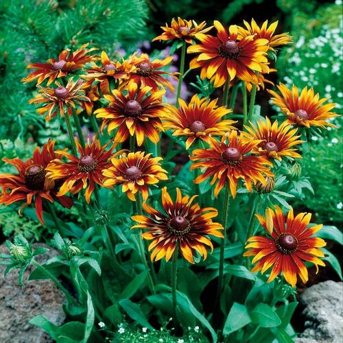 Рудбекия шершавая Морено/Rudbeckia hirta Moreno