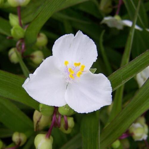 Традесканция виргинская Инносенс/Tradescantia virginiana Innocence С2