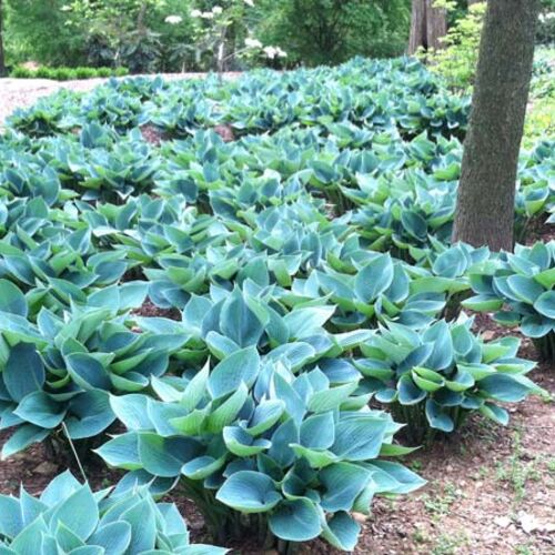 Хоста гибридная Блю Кадет/Hosta hybrid Blue Cadet Р1,5