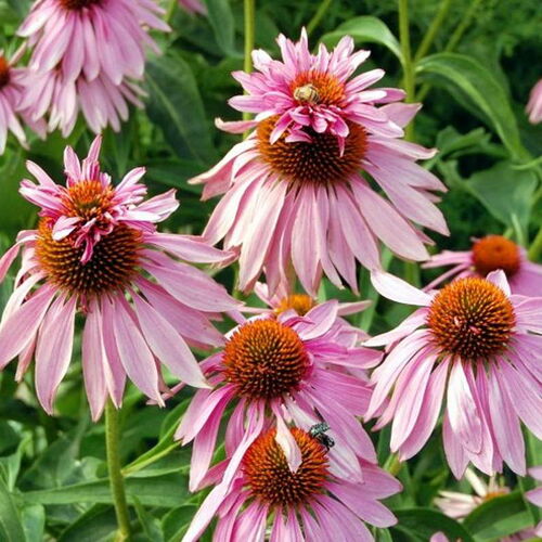 Эхинацея пурпурная Дабл Деккер/Echinacea purpurea Double Decker С2