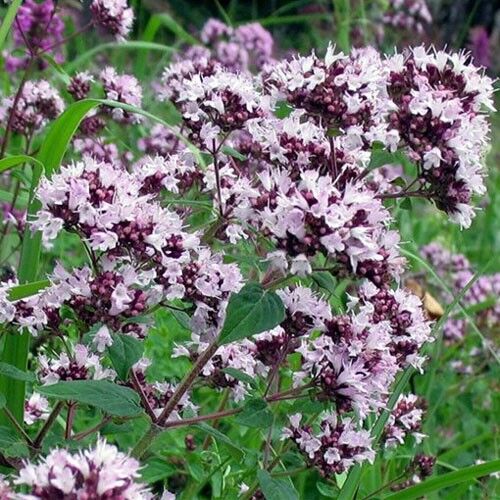 Душица обыкновенная/Origanum vulgare смесь Р1/Р1,5