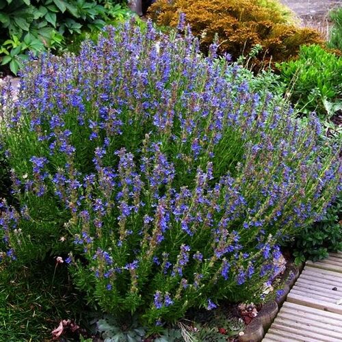 Иссоп лекарственный/Hyssopus officinalis С0,5