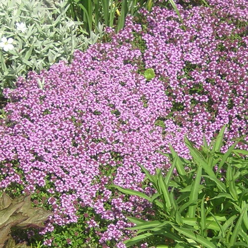 Тимьян ползучий/Thymus serpyllum