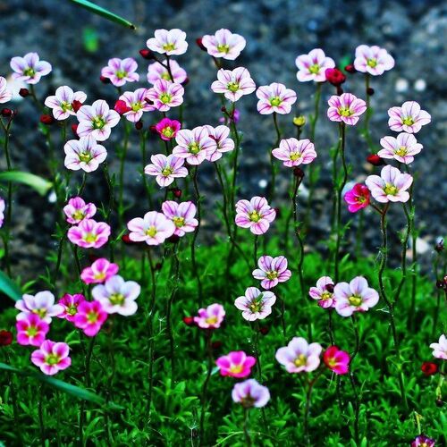 Камнеломка Арендса/Saxifraga x arendsii Р1