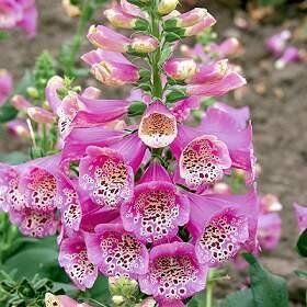 Наперстянка Камелот Роуз/Digitalis Camelot Rose