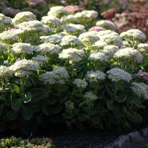 Очиток видный Стардаст/Sedum spectabile Stardust Р1,5