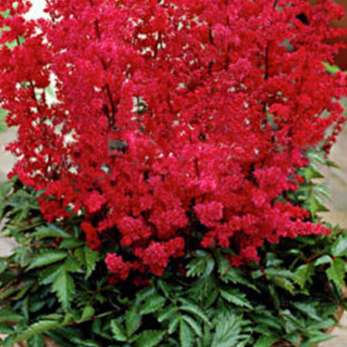 Астильба Арендса Спартан/Astilbe arendsii Spartan Р1,5