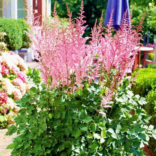 Астильба гибридная Майти Пип/Astilbe hybrid Mighty Pip С2