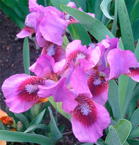 Ирис карликовый Йо Йо/Iris pumila YO YO Р1,5