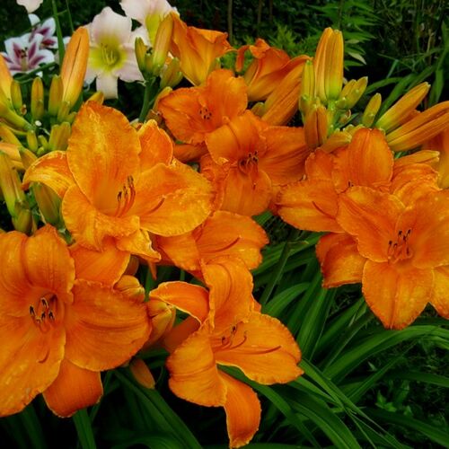 Лилейник гибридный Мауна Лоа/Hemerocallis hybrida Mauna Loa