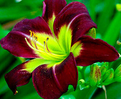 Лилейник гибридный Найт Бекон/Hemerocallis hybrida Night Beacon Р1,5