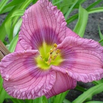 Лилейник гибридный Силоам Нью Той/Hemerocallis hybridа Siloam New Toy Р1,5