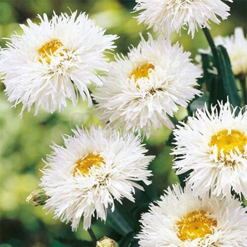 Нивяник гибридный Аглайя/Leucanthemum hybrida Aglaia