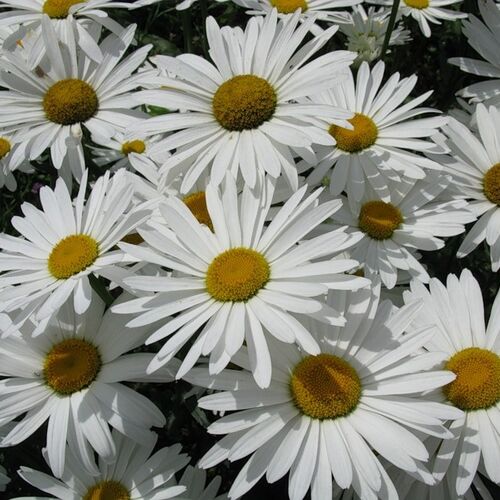 Нивяник наибольший Сильвер Принцесс/Leucanthemum maximum Silver Princess Р1,5