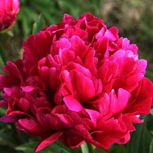 Пион молочноцветковый Карл Розенфельд/Paeonia lactiflora Karl Rosenfield С3