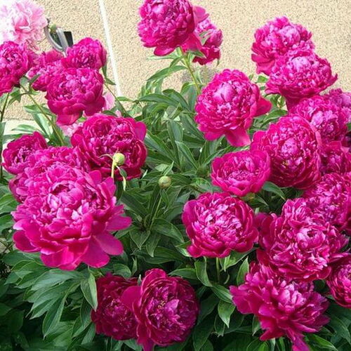 Пион молочноцветковый Себастьян Маас/Paeonia lactiflora Sebastian Maas С3