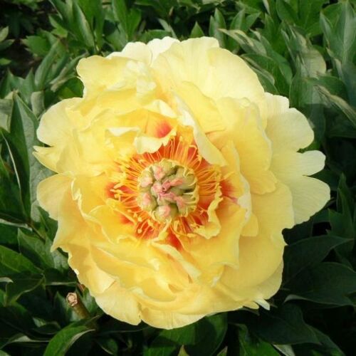 Пион ИТО гибрид Бартцелла/Paeonia Itoh-hybrid Bartzella С5