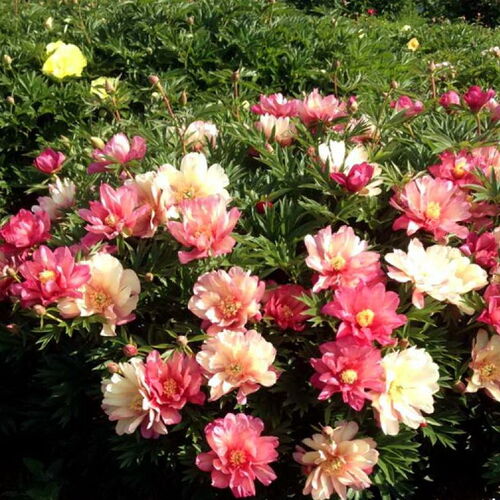 Пион ИТО гибрид Джулия Роуз/Paeonia Itoh-hybrid Julia Rose С5