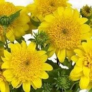 Подсолнечник Хэппи Дейз/Helianthus Happy Days С2