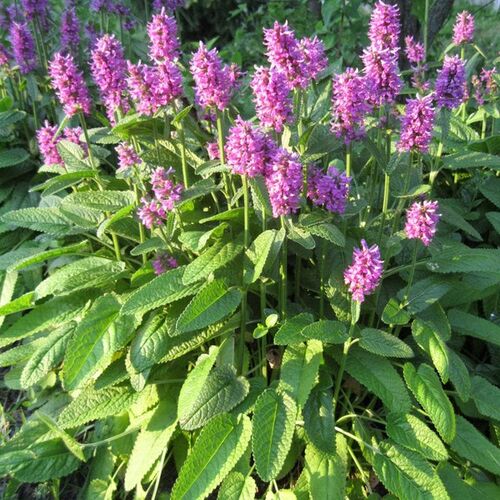 Чистец Хуммело/Stachys Hummelo Р1,5