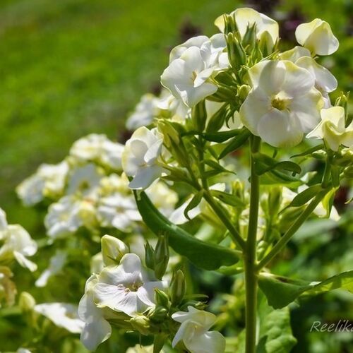 Флокс метельчатый Джадэ/Phlox paniculata Jade