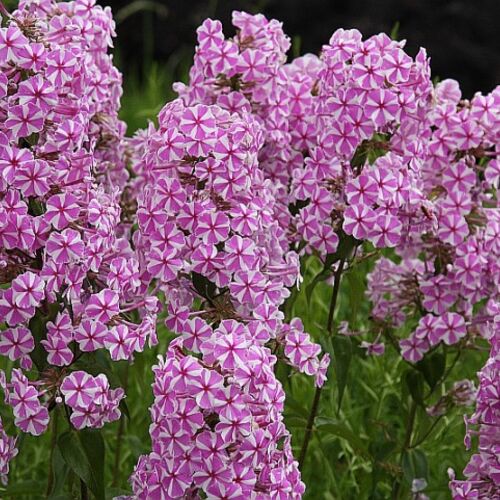 Флокс пятнистый Наташа/Phlox maculata Natascha Р1,5