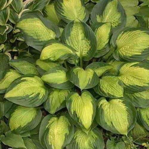 Хоста гибридная Капитан Кирк/Hosta hybrid Captain Kirk