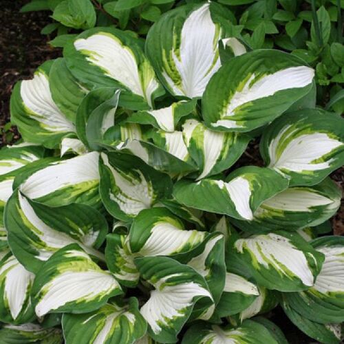 Хоста гибридная Энтерпрайз/Hosta hybrid Enterprise
