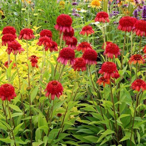 Эхинацея пурпурная Секрет Лов/Echinacea purpurea Secret Love