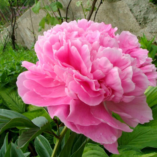 Пион молочноцветковый Александр Флеминг/Paeonia lactiflor Alexander Fleming С3