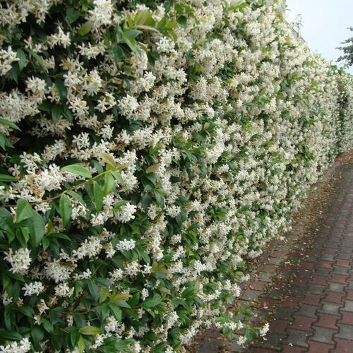 Жимолость Каприфоль/Lonicera caprifolium С6