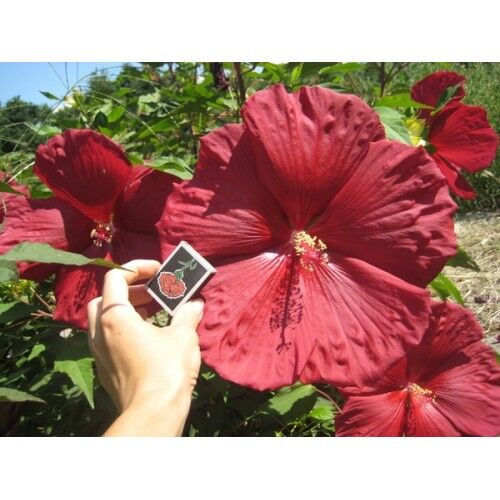 Гибискус гибридный Роберт Флеминг/Hibiscus hybridus Robert Fleming Р1,5