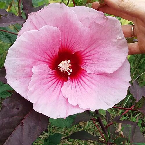Гибискус гибридный Саммер Шторм/Hibiscus hybridus Summer Storm Р1,5