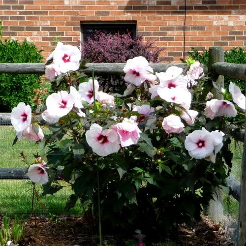 Гибискус гибридный Коппер Кинг/Hibiscus hybridus Kopper King Р1,5