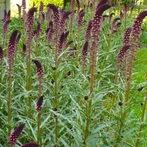 Вербейник пурпурный Божоле/Lysimachia atropurpurea Beaujolais С2