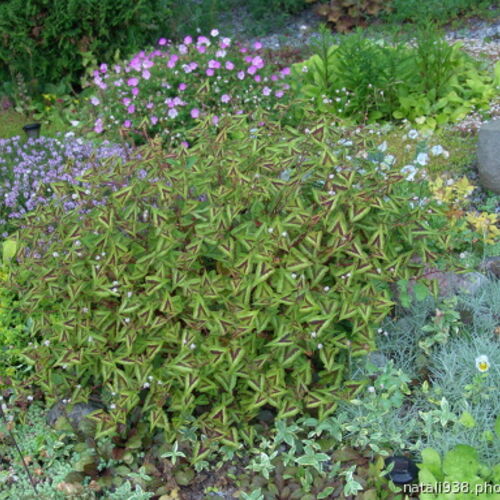 Горец мелкоголовый Пурпл Фентези/Persicaria microcephala Purple Fantasy С2