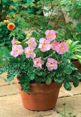 Инкарвиллея Бииз Пинк/Incarvillea Bees Pink
