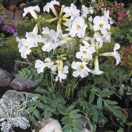 Инкарвиллея Сноутоп/Incarvillea Snowtop Р2