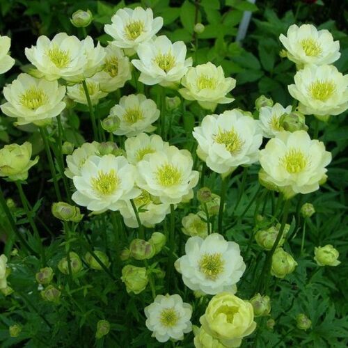 Купальница гибридная Чеддар/Trollius hybrid Cheddar С2