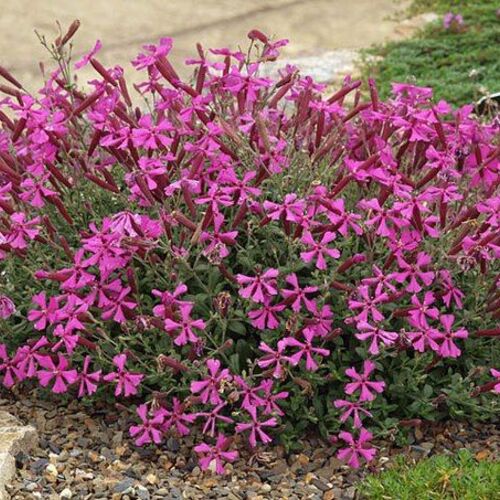 Смолёвка Роллис Фаворит/Silene Rollies Favourite С1