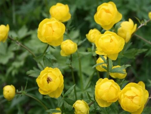 Купальница культурная Лемон Куин/Trollius x cultorum Lemon Queen С2