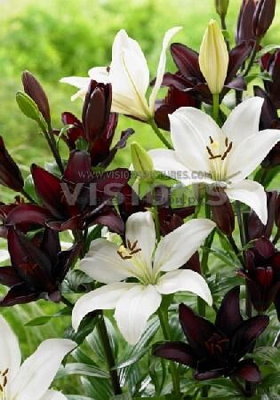 Лилия Блэк энд Брайт/Lilium Black and Bright Р2